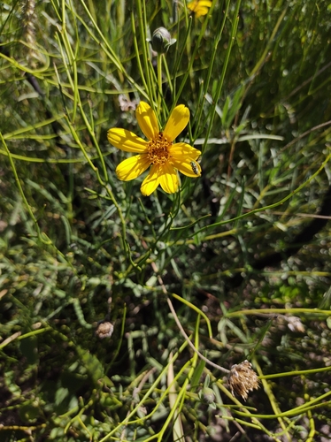Zexmenia buphtalmiflora, photograph 3