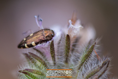 Acmaeodera prorsa