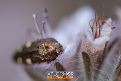 Acmaeodera prorsa