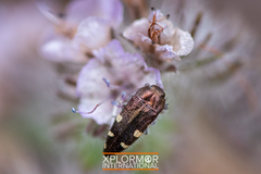 Acmaeodera prorsa