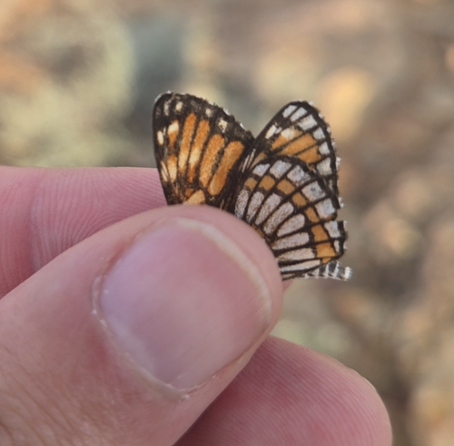 Chinati Checkerspot