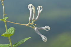 Ceropegia rollae