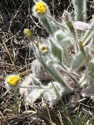 Hieracium pannosum observed 2025-07-24