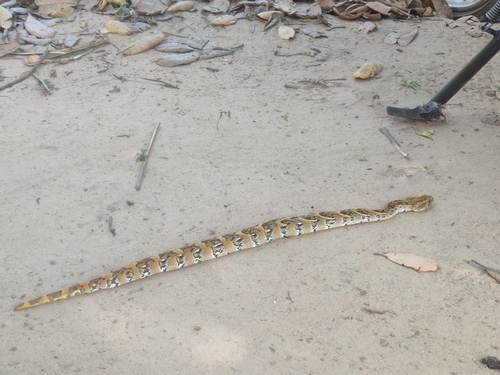 Puff Adder