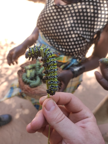 Zambezi Emperor