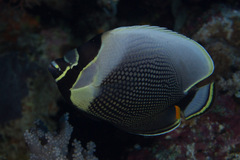 Chaetodon reticulatus