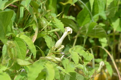Ceropegia sahyadrica