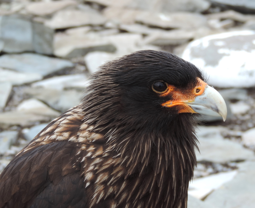 Striated Caracara