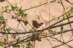 Lagonosticta rubricata