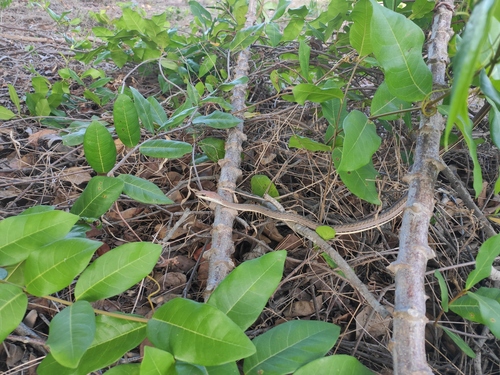 Eastern Stripe-bellied Sand Snake