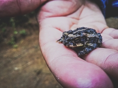 Incilius coccifer