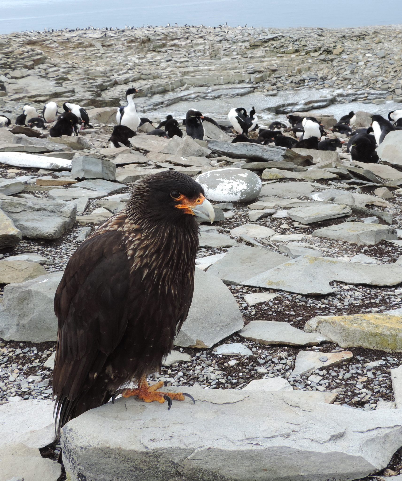 Striated Caracara illustration