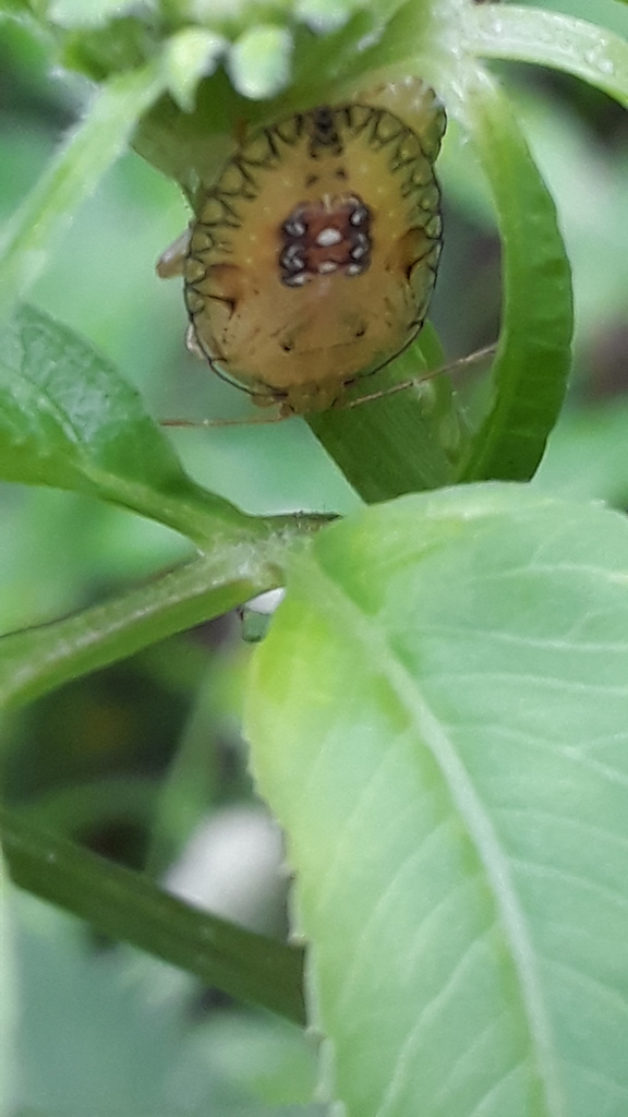 stink-bugs-from-st-joseph-trinidad-and-tobago-on-october-28-2019-at