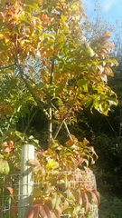 Sorbus sargentiana