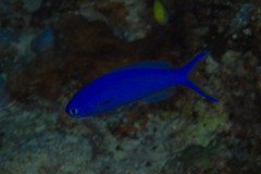 Hoplolatilus starcki