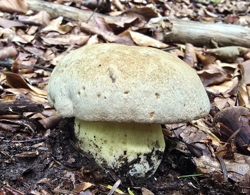 Butyriboletus fechtneri — (c) Paula Nimigean, some rights reserved (CC BY)