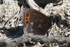 Erebia disa