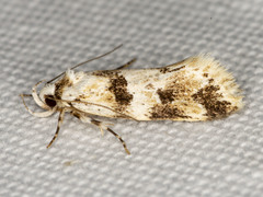 Barea eclecta