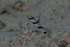 Stonogobiops xanthorhinicus