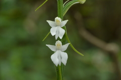 Habenaria plantaginea