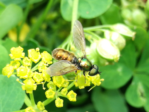 bránivka zelenkastá (Chloromyia formosa)