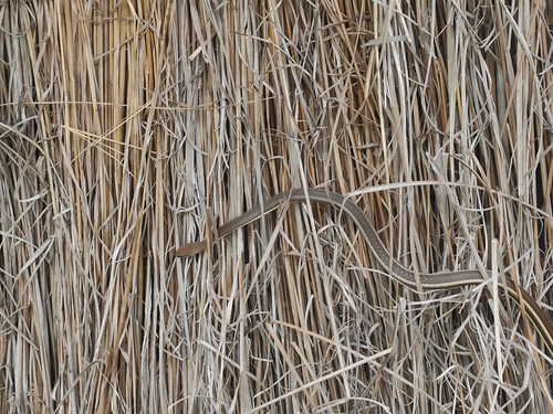 Eastern Stripe-bellied Sand Snake
