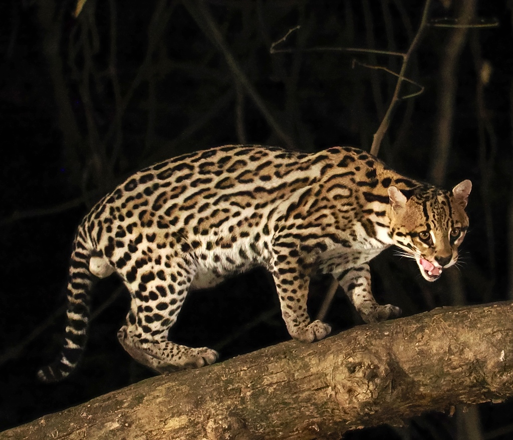 Amazonian Ocelot