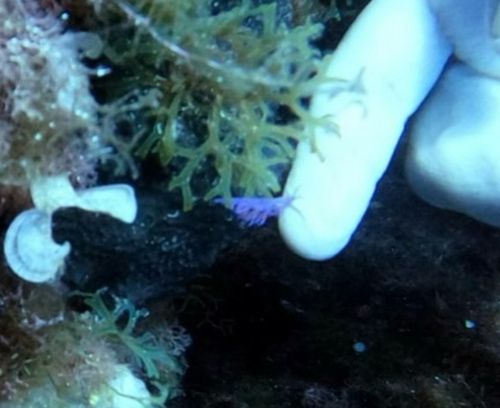 Flabellina affinis