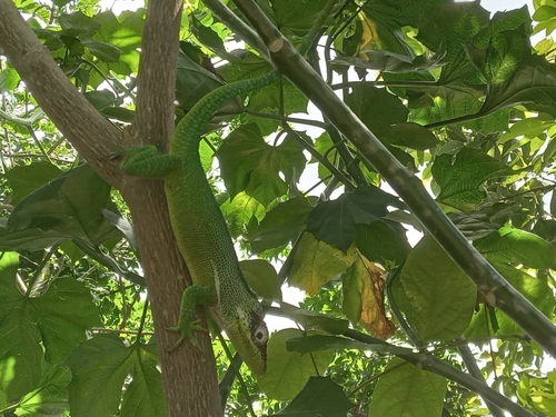 Knight Anole
