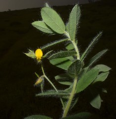 Crotalaria vestita