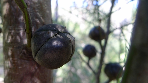 Illawarra cypress-pine (Callitris muelleri)