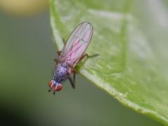 Tephrochlamys rufiventris