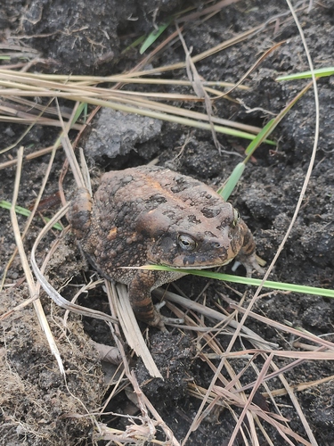 Guttural Toad