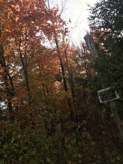 Dolichovespula maculata