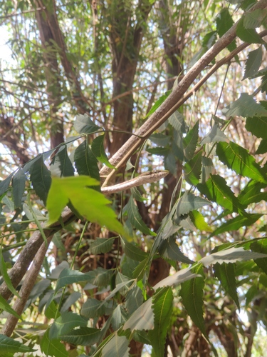Eastern Twig Snake