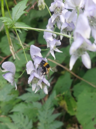 branched monkshood (Aconitum degenii)