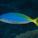 Blue-and-yellow Fusilier - Photo (c) Mark Rosenstein, some rights reserved (CC BY-NC-SA), uploaded by Mark Rosenstein