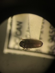 Trixagus carinicollis