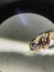 Trixagus carinicollis