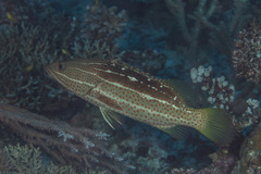 Anyperodon leucogrammicus