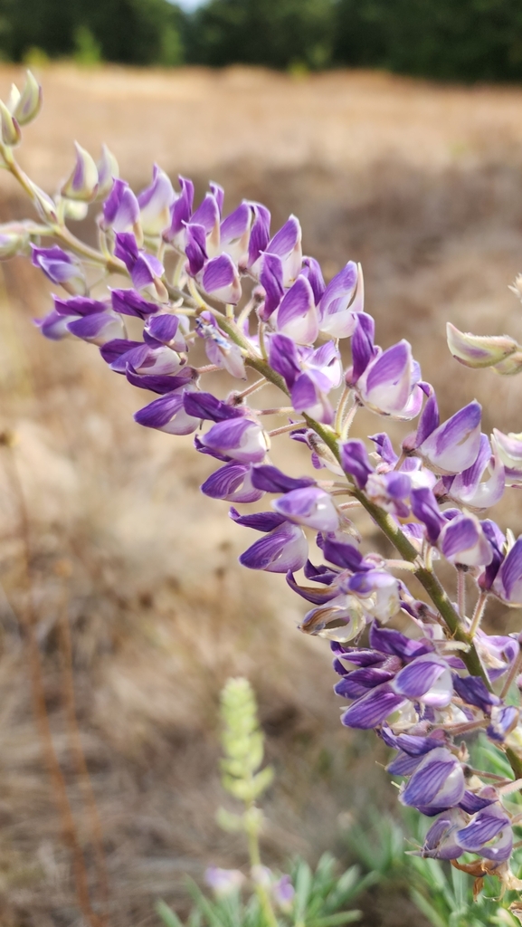 Sicklekeel Lupine