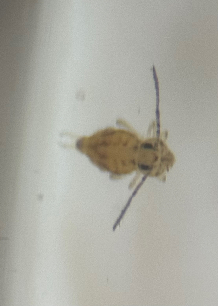 Bourletiella rustica