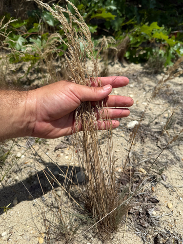 Fine-leaved Sheep's-fescue (Festuca filiformis)