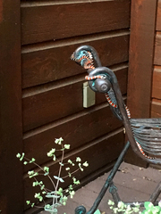 Lampropeltis pyromelana