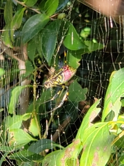 Trichonephila clavata