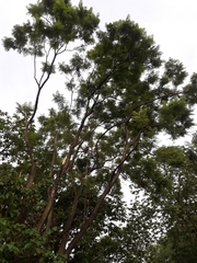 Jacaranda acutifolia