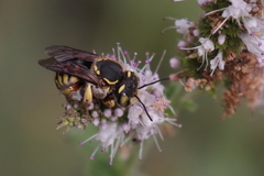 Anthidium