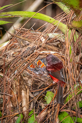 Pink-Headed Warbler photo 5