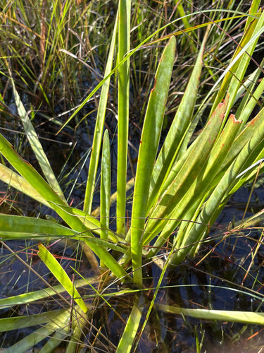 Henry's Spiderlily (Hymenocallis henryae)