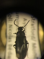 Mycetochara binotata